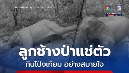 อุทยานแห่งชาติทับลาน เผยคลิปลูกช้างป่าแช่ตัวกินโป่งเทียมอย่างสบายใจ สะท้อนความสำเร็จของการอนุรักษ์ผืนป่ามรดกโลก