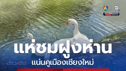 แห่ชมฝูงห่านคูเมือง แน่นขนัด