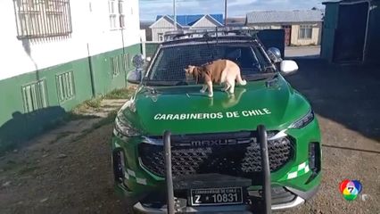 แมวขวัญใจสถานีตำรวจชิลี กลายเป็น มาสคอต