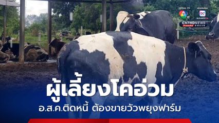 ผู้เลี้ยงโคอ่วม อ.ส.ค.ติดหนี้พันล้าน ต้องขายวัวพยุงฟาร์ม