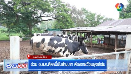 อ่วม อ.ส.ค.ติดหนี้พันล้านบาท ต้องขายวัวพยุงฟาร์ม