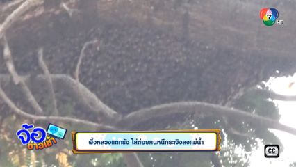 ผึ้งหลวงแตกรัง ไล่ต่อยคนหนีกระเจิงลงแม่น้ำ