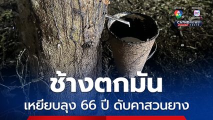ช้างตกมัน เหยียบลุง 66 ปี ดับคาสวนยาง