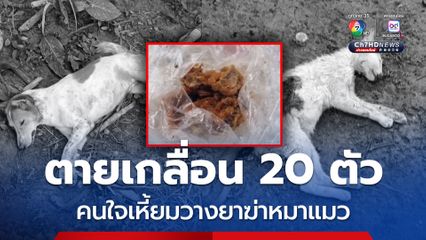 ตายเกลื่อน 20 ตัว คนใจเหี้ยมวางยาฆ่าหมาแมว