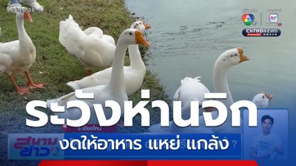 โหวตฝูงห่าน อยู่ต่อหรือพอแค่นี้ ?