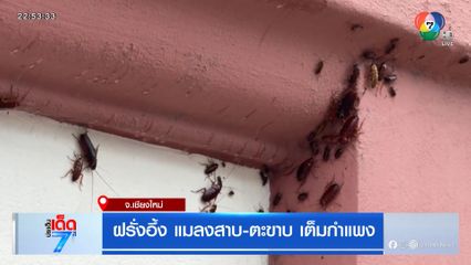 ฝรั่งอึ้ง แมลงสาป-ตะขาบ เต็มกำแพง