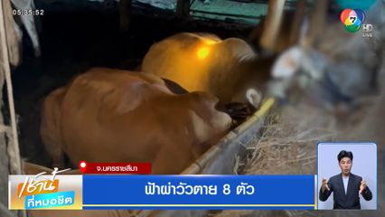 ฟ้าผ่าวัวตาย 8 ตัว จ.นครราชสีมา