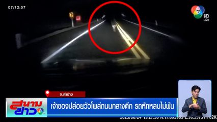 เจ้าของปล่อยวัวโผล่ถนนกลางดึก รถหักหลบไม่พ้น