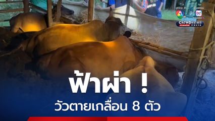 ฟ้าผ่ากลางคอก วัวตายเกลื่อน 8 ตัว