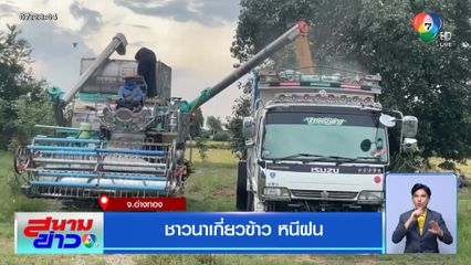 ชาวนาเกี่ยวข้าว หนีฝน