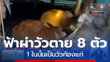 ฟ้าผ่าวัวตาย 8 ตัว จ.นครราชสีมา