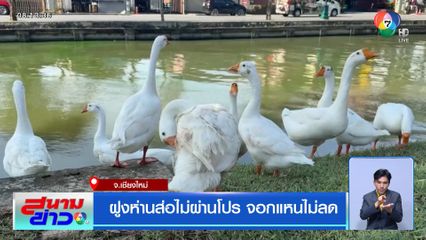 ฝูงห่านส่อไม่ผ่านโปร จอกแหนไม่ลด จ.เชียงใหม่