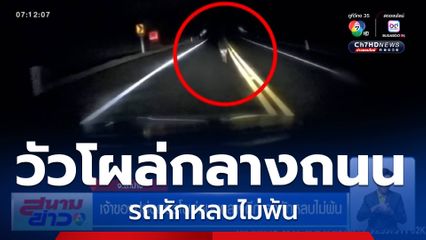 เจ้าของปล่อยวัวโผล่ถนนกลางดึก รถหักหลบไม่พ้น