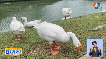 ลุ้นห่านคูเมือง ผ่านทดลองงานหรือไม่ จ.เชียงใหม่