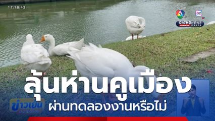 ลุ้นห่านคูเมือง ผ่านทดลองงานหรือไม่ จ.เชียงใหม่