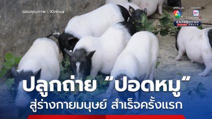 นักวิทย์จีนปลูกถ่าย ปอดหมู สู่ร่างกายมนุษย์สำเร็จครั้งแรก
