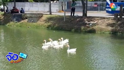 รอบคูเมืองเชียงใหม่ กำจัดจอกแหน ด้วยสิ่งมีชีวิต