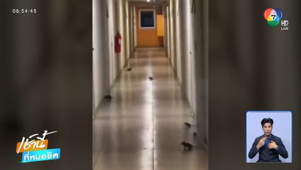 ขนลุก ! กองทัพหนู บุกคอนโดฯ จ.ปทุมธานี