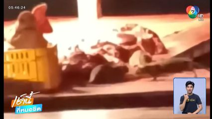 แทบช็อก หนูบุกเขียงหมูสด จ.ระยอง