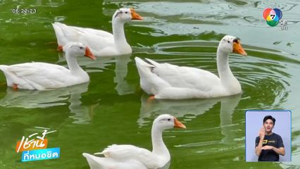 รอลุ้นผลโหวต ฝูงห่านทดลองงาน