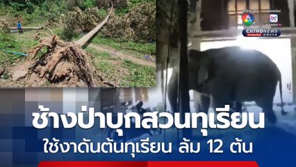 ช้างป่าบุกสวนทุเรียน ที่ จ.ยะลา ก่อนใช้งาดันต้นทุเรียนอายุ 50 ปี ล้ม 12 ต้น ชาวบ้านหวั่นซ้ำซาก