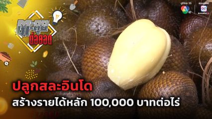 ตะลุยต่อยอด : ปลูกสละอินโด สร้างรายได้หลัก 100,000 บาทต่อไร่