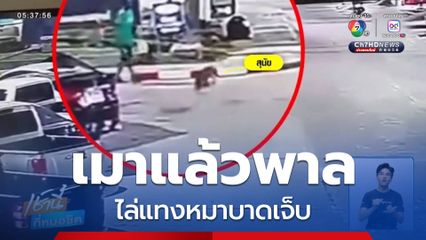 เมาแล้วพาล ไล่แทงหมาบาดเจ็บ