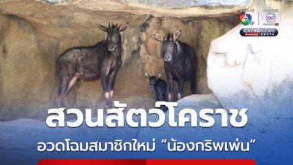สวนสัตว์โคราช ได้สมาชิกใหม่ “น้องกริพเพ่น” ลูกเลียงผาสัตว์หายากใกล้สูญพันธุ์