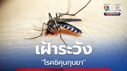 หมอเด็กแนะผู้ปกครองควรเฝ้าระวังโรคชิคุนกุนยาที่มาพร้อมกับยุงลาย