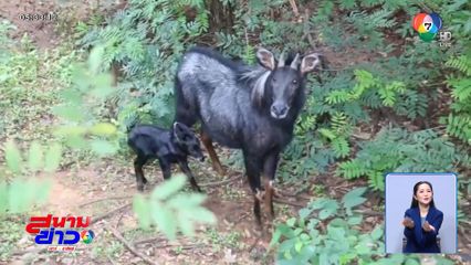 ต้อนรับสมาชิกใหม่ น้องกริพเพน เลียงผาจิ๋ว