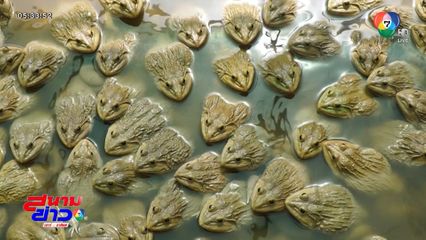 เลี้ยงกบบ่อข้างบ้าน หารายได้เสริม