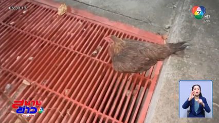 ไม่ทิ้งลูก แม่ไก่ยืนเฝ้าลูกเจี๊ยบตกท่อ