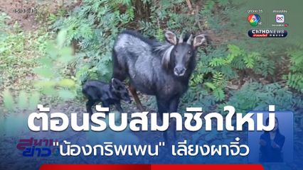 ต้อนรับสมาชิกใหม่ น้องกริพเพน เลียงผาจิ๋ว