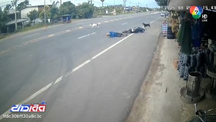 สุนัขไล่กัดกัน ตัดหน้ารถ จยย. จ.นครราชสีมา