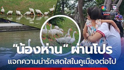 'น้องห่าน - น้องหงส์' กระตุ้นการท่องเที่ยว เตรียมบรรจุ 'น้องห่าน' แม้บำบัดน้ำเสียได้ไม่มาก แต่ดึงดูด นทท. คูเมืองมีชีวิตชีวา