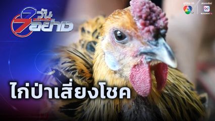 7 วัน 7 อย่าง : ไก่ป่าเสี่ยงโชค