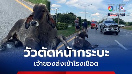 วัววิ่งตัดหน้ากระบะพังยับเจ้าของส่งเข้าโรงเชือดหาค่าซ่อมรถ