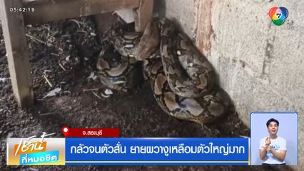 กลัวจนตัวสั่น ยายผวางูเหลือมตัวใหญ่มาก