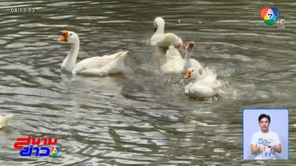 ฝูงห่านคูเมืองเชียงใหม่ คัมแบ็ก