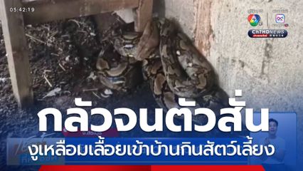 กลัวจนตัวสั่น ยายผวางูเหลือมตัวใหญ่มาก