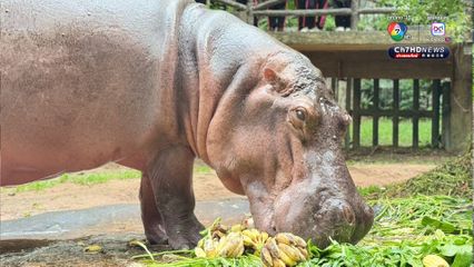 สวนสัตว์เปิดเขาเขียว จัดงานใหญ่ ชวนฉลองวันเกิด แม่มะลิ แซยิด ครบ 60 ปี ฮิปโปโปเตมัสขวัญใจมหาชน