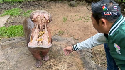 สวนสัตว์เปิดเขาเขียว จัดงานใหญ่ ชวนฉลองวันเกิด แม่มะลิ แซยิด ครบ 60 ปี ฮิปโปโปเตมัสขวัญใจมหาชน