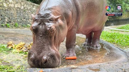 สวนสัตว์เปิดเขาเขียว จัดงานใหญ่ ชวนฉลองวันเกิด แม่มะลิ แซยิด ครบ 60 ปี ฮิปโปโปเตมัสขวัญใจมหาชน