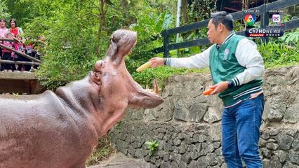 สวนสัตว์เปิดเขาเขียว จัดงานใหญ่ ชวนฉลองวันเกิด แม่มะลิ แซยิด ครบ 60 ปี ฮิปโปโปเตมัสขวัญใจมหาชน