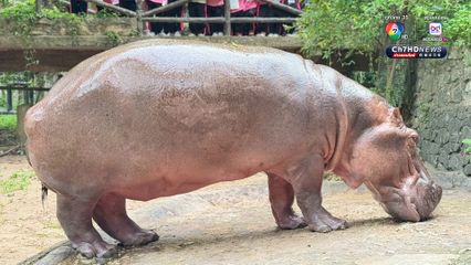 สวนสัตว์เปิดเขาเขียว จัดงานใหญ่ ชวนฉลองวันเกิด แม่มะลิ แซยิด ครบ 60 ปี ฮิปโปโปเตมัสขวัญใจมหาชน