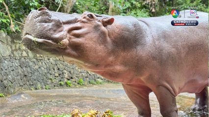 สวนสัตว์เปิดเขาเขียว จัดงานใหญ่ ชวนฉลองวันเกิด แม่มะลิ แซยิด ครบ 60 ปี ฮิปโปโปเตมัสขวัญใจมหาชน