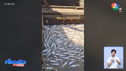 เผยสาเหตุปลาตายยกคลองสำเหร่