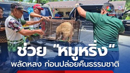ช่วย หมูหริ่ง พลัดหลง ส่งเจ้าหน้าที่เร่งฟื้นฟูสุขภาพ ก่อนปล่อยคืนธรรมชาติ
