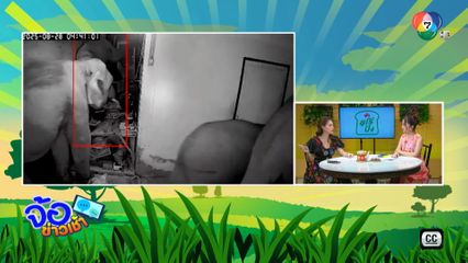 ช้างป่าบุกกินผลไม้เกลี้ยงแผง จ.นครนายก