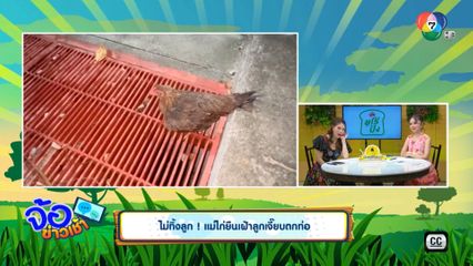 ไม่ทิ้งลูก แม่ไก่ยืนเฝ้าลูกเจี๊ยบตกท่อ